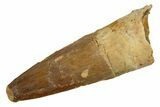 Fossil Spinosaurus Tooth - Real Dinosaur Tooth #324840-1